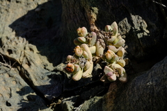 Juttadinteria deserticola