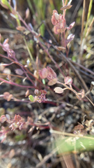 Lepidium dictyotum