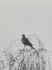 Columba palumbus