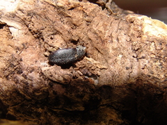 Dermestes frischii