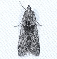 Homoeosoma impressalis