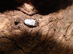 Dermestes frischii