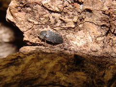 Dermestes frischii