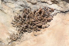 Myriopteris cooperae