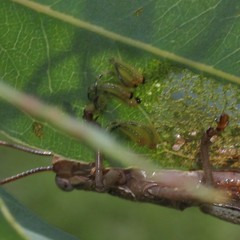 Lophyrotoma interrupta