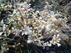 Samolus repens repens