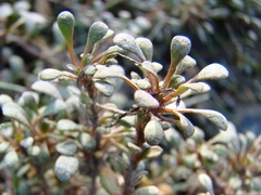 Samolus repens repens