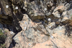 Myriopteris cooperae