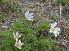 Pulsatilla tenuiloba
