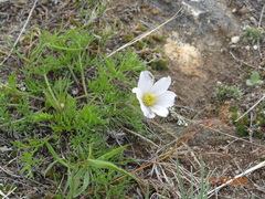Pulsatilla tenuiloba