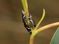 Eurymeloides bicincta