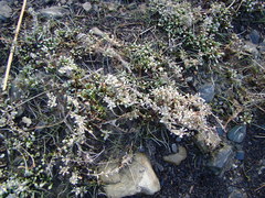 Samolus repens repens