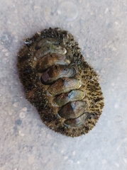 Acanthopleura gemmata