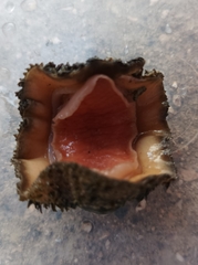 Acanthopleura gemmata