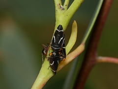 Eurymeloides bicincta