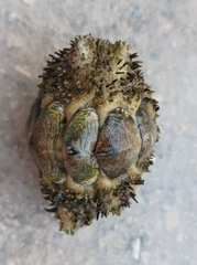 Acanthopleura gemmata