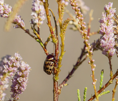 Cryptocephalus cribripennis