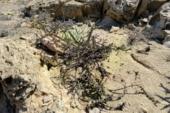 Juttadinteria deserticola