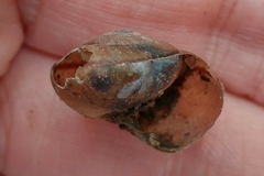Helminthoglypta phlyctaena