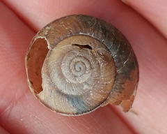 Helminthoglypta phlyctaena