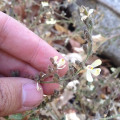 Henrya insularis