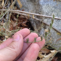 Henrya insularis
