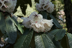 Rhododendron grande