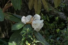 Rhododendron grande