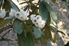 Rhododendron grande