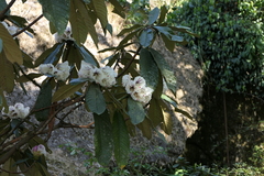 Rhododendron grande