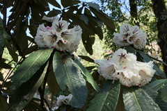 Rhododendron grande