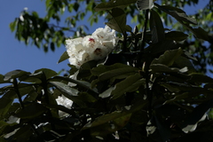 Rhododendron grande