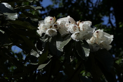Rhododendron grande