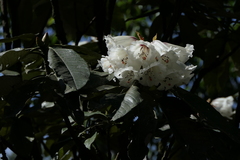 Rhododendron grande