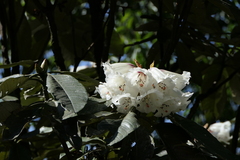 Rhododendron grande