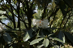 Rhododendron grande