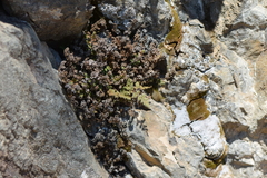 Myriopteris cooperae