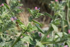 Echium parviflorum