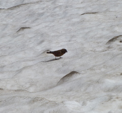 Leucosticte australis