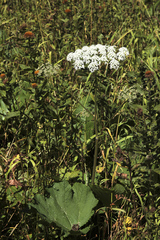 Heracleum ponticum