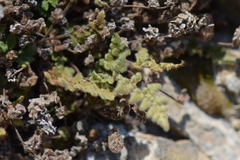 Myriopteris cooperae