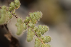 Myriopteris cooperae