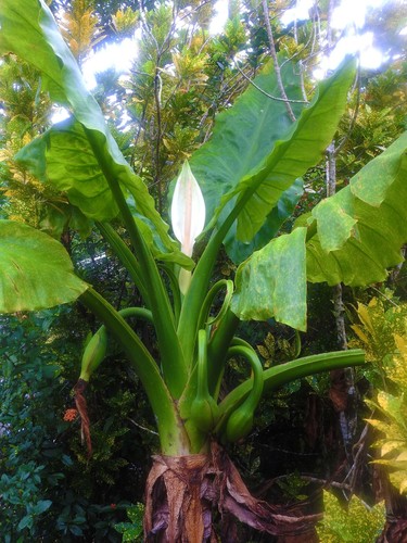Water Banana