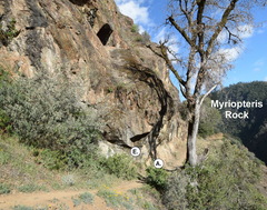 Myriopteris cooperae