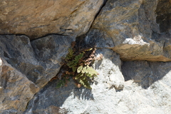 Myriopteris cooperae