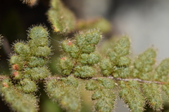 Myriopteris cooperae