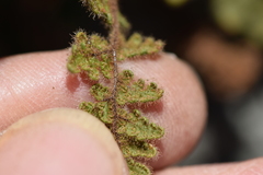 Myriopteris cooperae