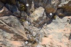 Myriopteris cooperae