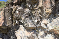 Myriopteris cooperae