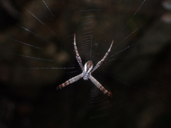 Argiope perforata